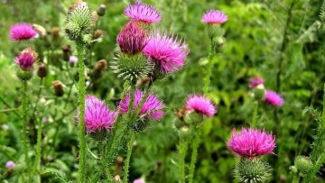 Расторопша пятнистая