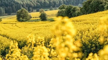 Рапс яровой